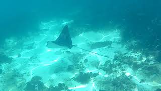 The Graceful Stingray In  Negril,Jamaica #Jamaica #NegrilFishing #JamaicaFishing