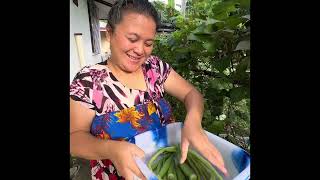 Fresh vegetables from our garden #ChuukFSM