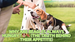 🐾 Why Are Beagles Always Hungry? 🐶🍖 (The Truth Behind Their Appetite)