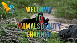 Birds Collection (Animals Beauty) Video #Animalsbeauty #birds #animals