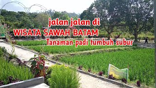 Wisata sawah batam