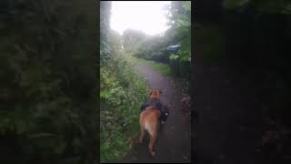 Bullmastiff walks the full length of Hadrians wall