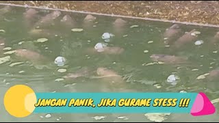 JANGAN PANIK JIKA GURAME STRESS - BUDIDAYA IKAN GURAME DI KOLAM BETON #ikan #budidaya #gurame