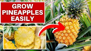 How to Grow Pineapples At Home Fast and Easy