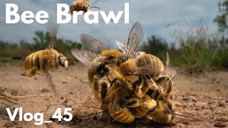 Huge bee fight. Thousands killed.