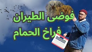 تحلق لأفراخ الحمام لأول مرة: تجربة مليئة بالفوضى