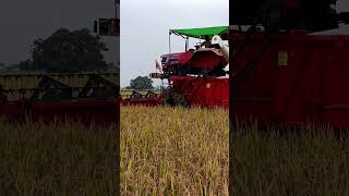 Happy Paddy Harvesting by Mahindra Arjun #happyfarming #short #shortsviral #mahindra