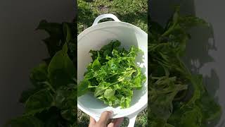 Harvesting Brazilian Spinach 2023.Conroe,TX.@patelfamilyhomestead