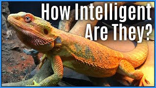 Are Reptiles Intelligent? Reptiles: Smart Vs. Dumb