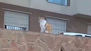 gatos en lo alto