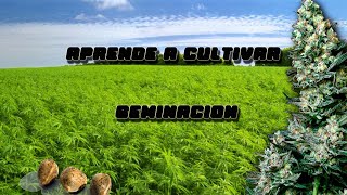 COMO GERMINAR SEMILLAS DE CANNABIS FACIL