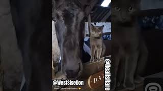 MY CAT LOVES HER NEW BLACK HORSE 🐎 FRIEND LOL #lol #love #animals #cute #trending #shortsfeed