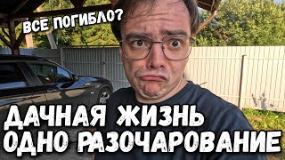 Дачная жизнь одно разочарование. Что случилось с моим садом на участке? Дачный влог