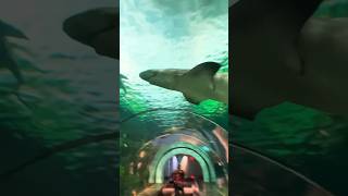 Inside Shark Tank! The Great White Shark #shark #fun #animals #shorts #viral #trending #travel