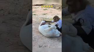 super bully dog 😂😂/ dog vs monkey #animals #funnyanimals #monkey #dog