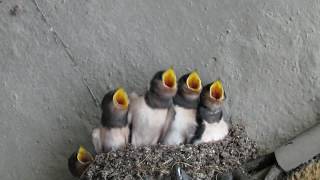 cute swallow feeds its little baby birds