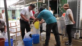 Unpacking 20,000 jade perch in Hong Kong