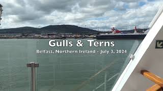 Belfast Gulls & Terns