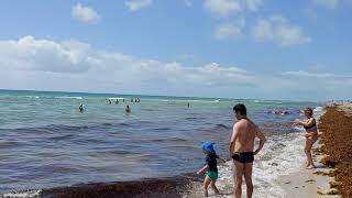 Lots of seaweed on South Beach