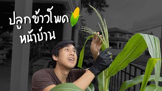 ข้าวโพดโตแล้ววว | บอสแพลนท์เบส Ep.4