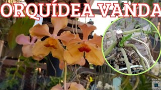 RESULTADO DA DECAPITAÇÃO DE ORQUÍDEA VANDA( DICAS DE CULTIVO DE ORQUÍDEAS VANDA