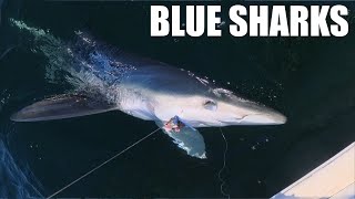 Blue Shark fishing in the uk, Shark fishing in Cornwall