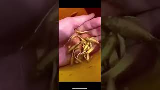 Gold fishes #short #animals