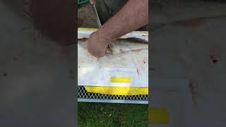 FILLET WALLEYE REGULAR KNIFE