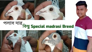 Old Madrasi Pigeons || palash Roy  pigeon Loft