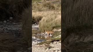 The sighting #tiger #tigerisback #wildlife #ytshorts