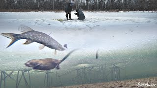 ЭПИЧНАЯ ПОКЛЁВКА ЩУКИ НА КАРАСЯ, КОТОРОГО НАСАДИЛ ЧЕРЕЗ ЖАБРЫ!!! Рыбалка на жерлицы