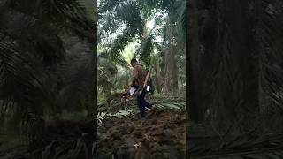 BERBURU RUAK - RUAK DI KEBUN KELAPA SAWIT KALIMANTAN TIMUR #berburuburungruakruak #berburu