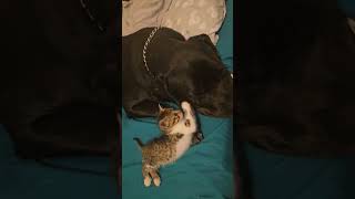 My cute animals #cuteanimals #dogscats #shorts #funnyvideo #funnycat