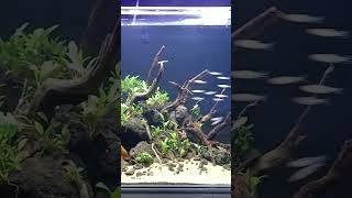 #rummynosetetra schooling fish #aquarium #aquascape #tetrafish