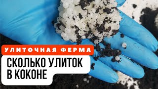 Сколько Улиток в одном Коконе икры? | Улиточная ферма Беларусь | Улитки Максима и Мюллер