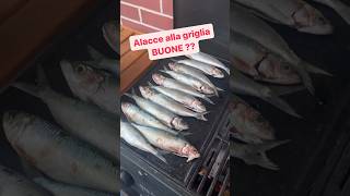 le #alacce sono buone❓ #pescareavarazze by #aquaterrafishing