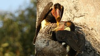 Hunting The Helmeted Hornbill