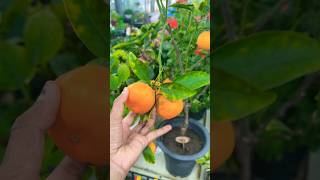 Nijam anna edi orange chettu🪴 #orange #plants #fruits #shorts