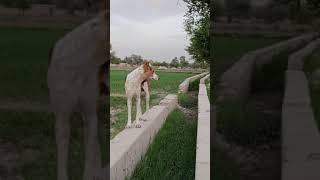 beautiful Dog of Village