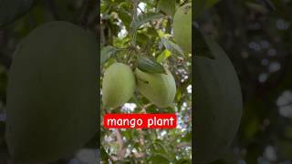 mango plant #shorts #youtubeshorts #plants #nyarapunjab