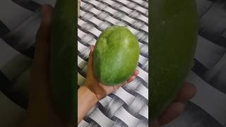 Alphanzo Mango Hapus Amba 🥭 World biggest Mango 😱 #shorts