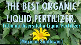 How To Prepare Tithonia diversifolia Liquid Fertilizer.