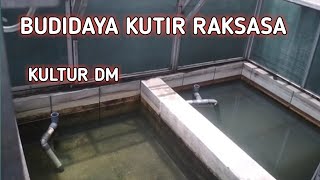 CARA TERNAK KUTU AIR RAKSASA