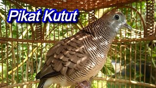 Bunyi pikat Kutut lokal