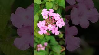 Lantana Camara🌸 #lantanacamara#lantana#flores#nature#explore#flowers#jardim#garden#floresta