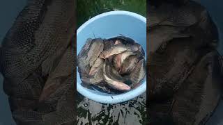 Transferring male tilapia fish