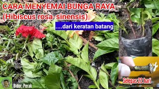 CARA MENANAM BUNGA RAYA | Dari keratan batang