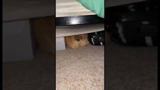 Puppy Under The Bed tiktok samantaah69