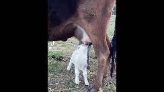 Getting milk from cow...