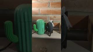 Google Home y su cactus 👀 #retoshorts30 #comedia #googlehome